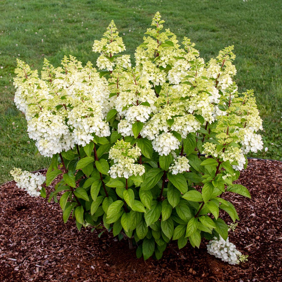 Hydrangea Moonrock™ Panicle Hydrangea