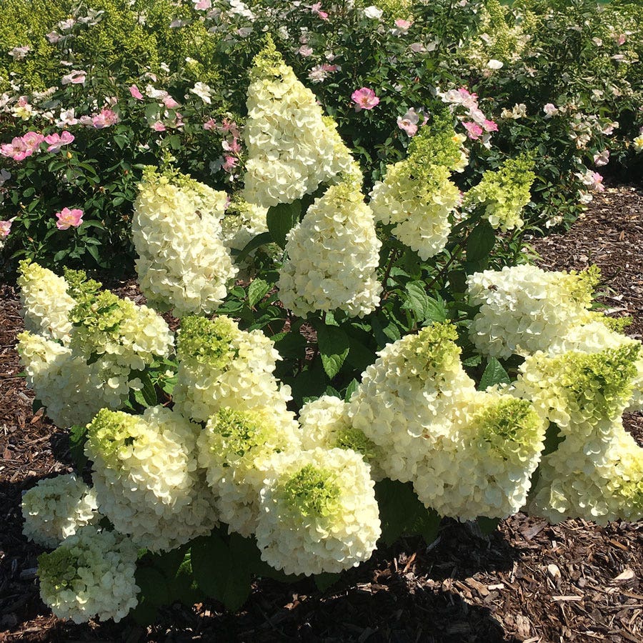 Hydrangea Moonrock™ Panicle Hydrangea