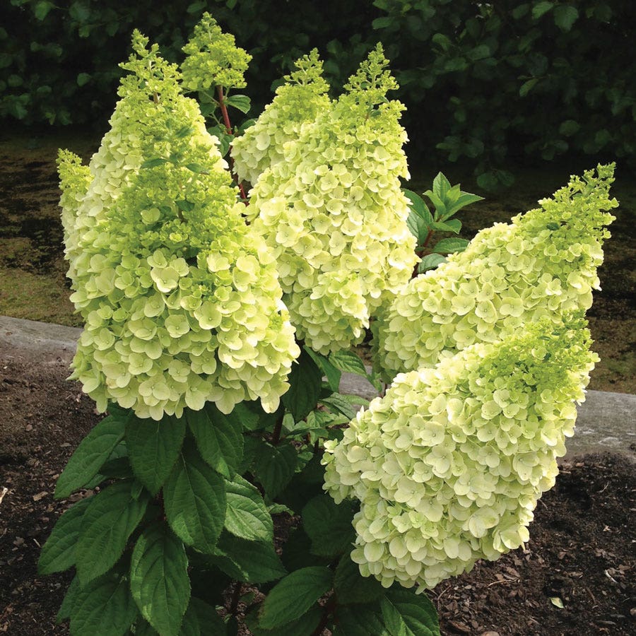 Hydrangea Moonrock™ Panicle Hydrangea