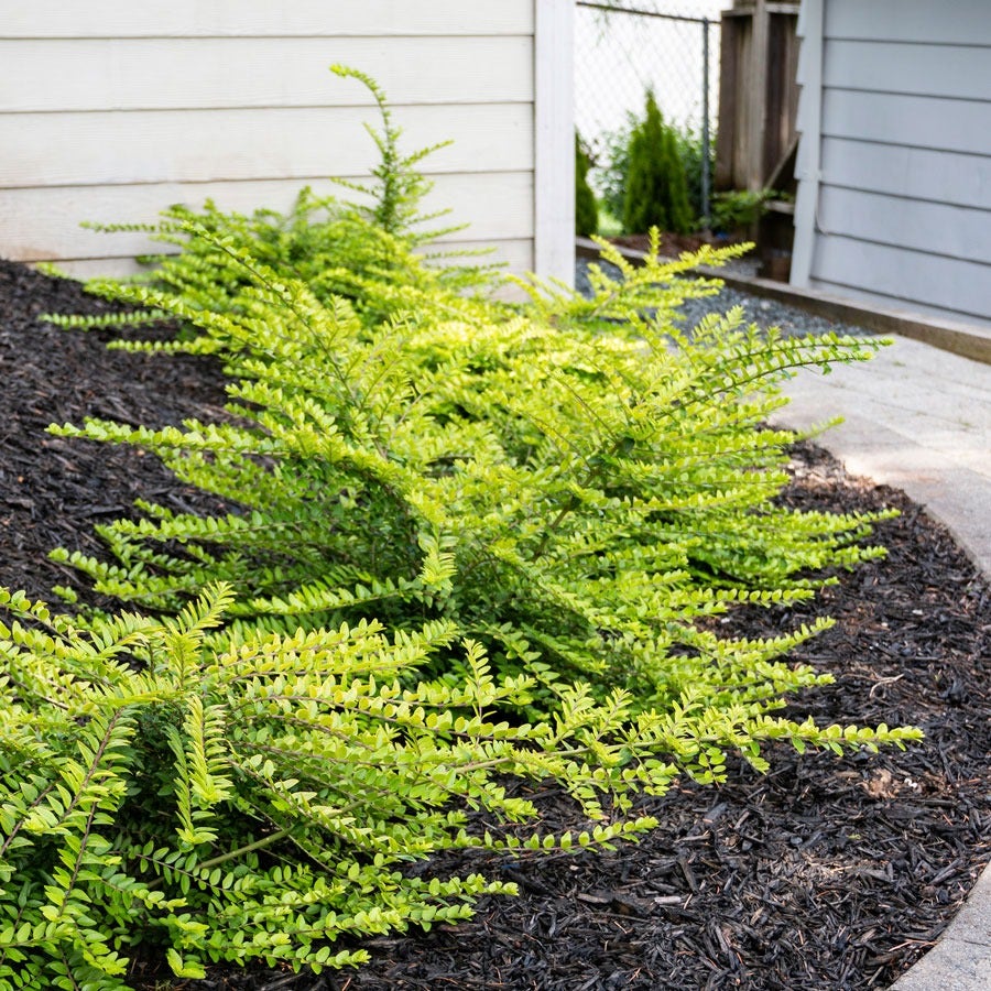 Lonicera Thunderbolt™ Box Honeysuckle