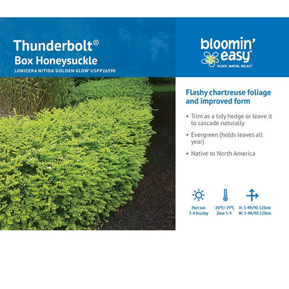 Lonicera Thunderbolt™ Box Honeysuckle
