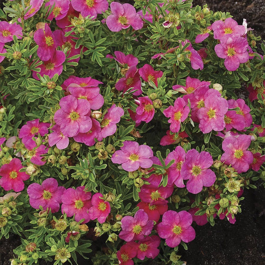 Potentilla Bella Bellissima® Cinquefoil