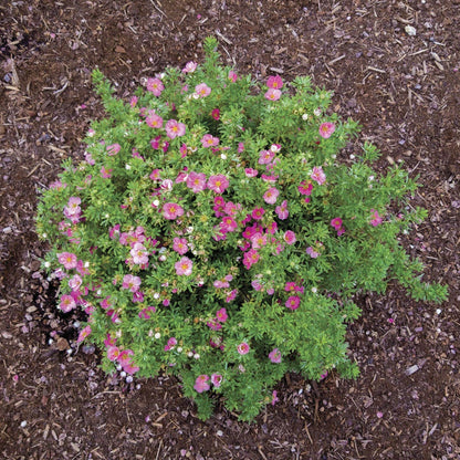 Potentilla Bella Bellissima® Cinquefoil