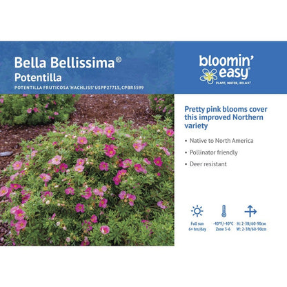 Potentilla Bella Bellissima® Cinquefoil
