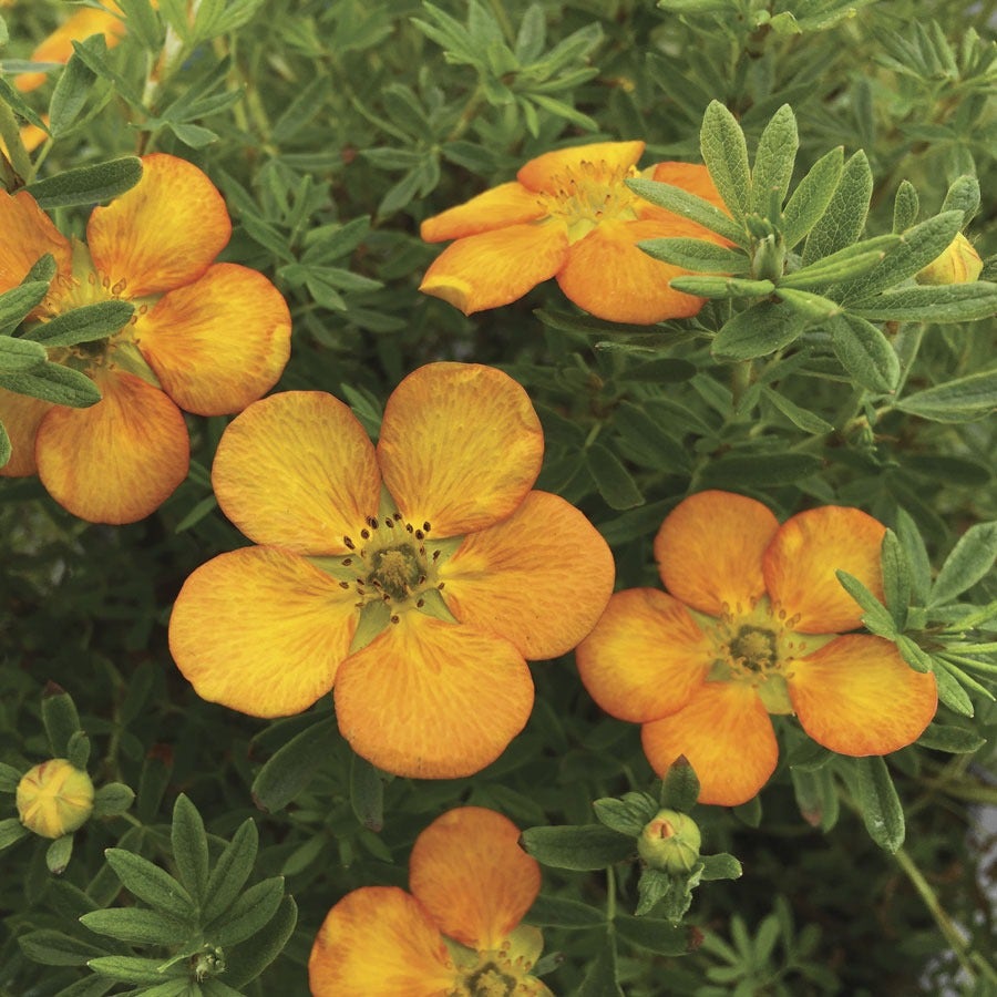 Potentilla Bella Sol® Cinquefoil