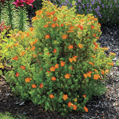 Potentilla Bella Sol® Cinquefoil
