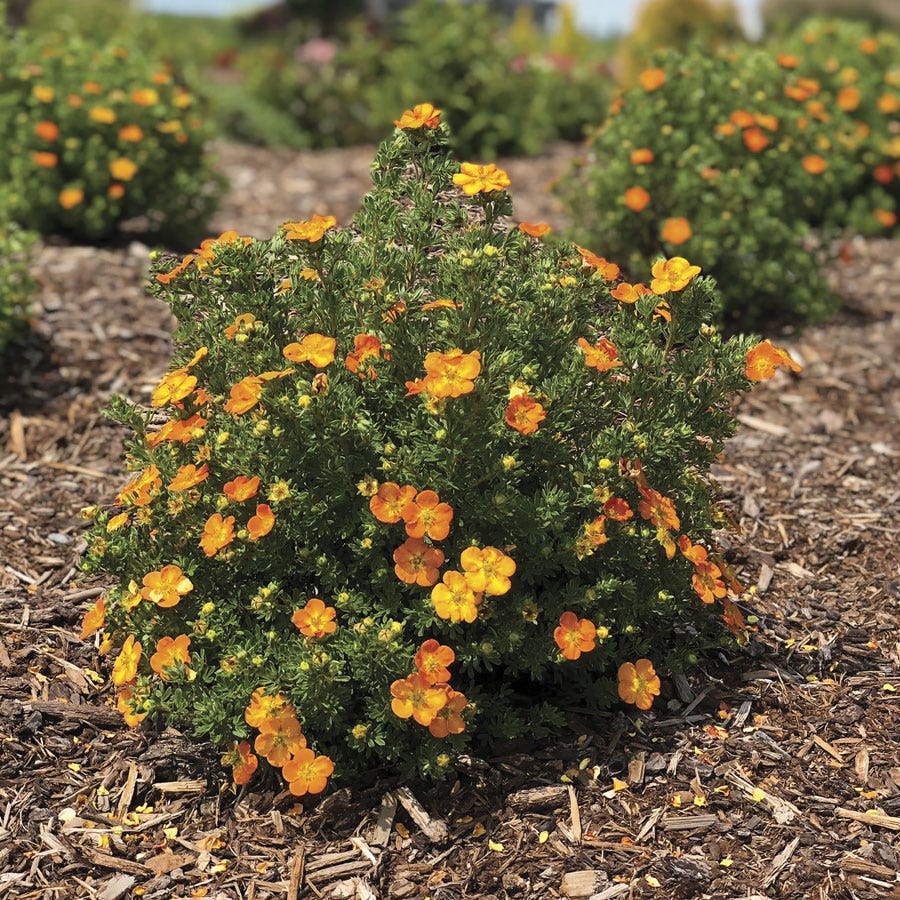 Potentilla Bella Sol® Cinquefoil