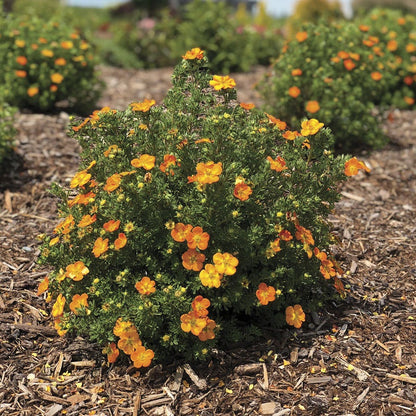 Potentilla Bella Sol® Cinquefoil