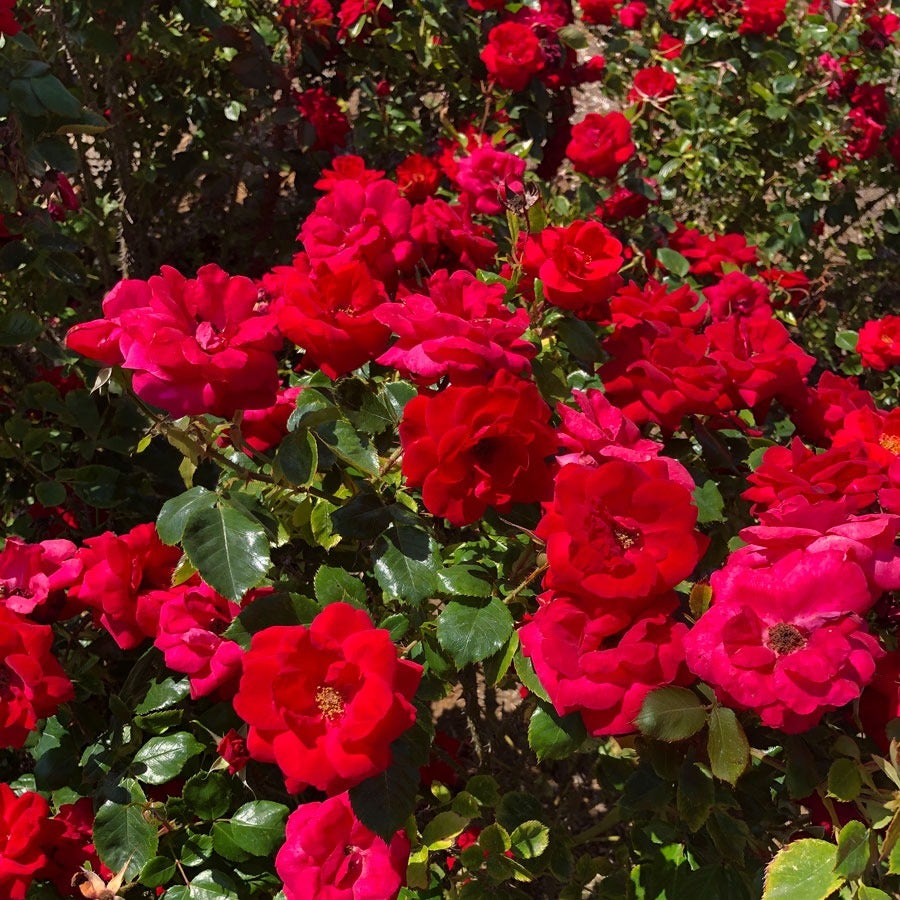 Cinnamon Hearts™ Rose