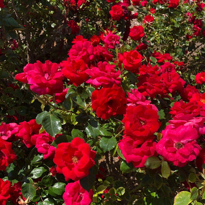 Cinnamon Hearts™ Rose