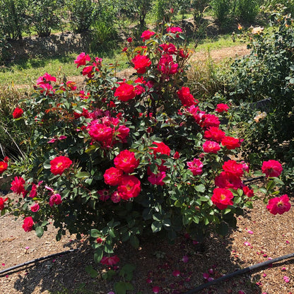 Cinnamon Hearts™ Rose