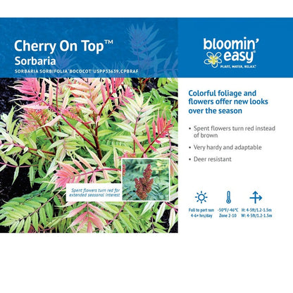 Sorbaria Cherry On Top™ False Spirea