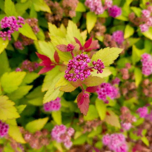 Spiraea Rainbow Fizz™ Meadowsweet
