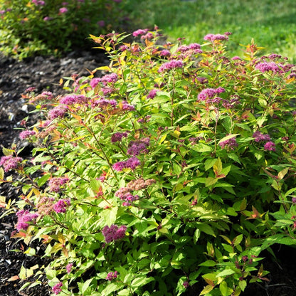 Spiraea Rainbow Fizz™ Meadowsweet
