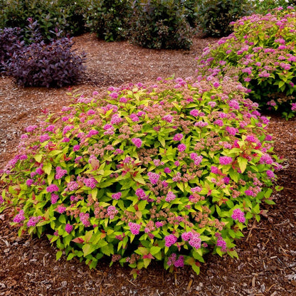 Spiraea Rainbow Fizz™ Meadowsweet