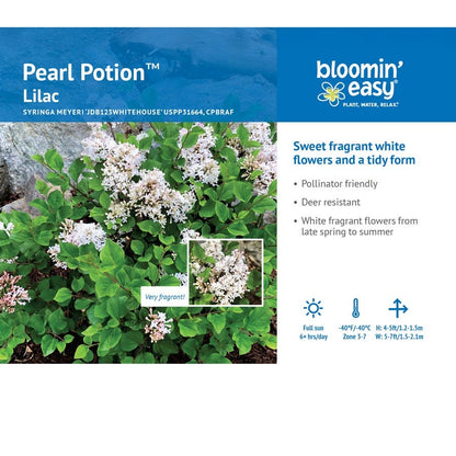 Syringa Pearl Potion™ Lilac