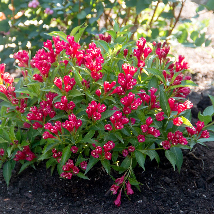 Weigela Crimson kisses main image 0