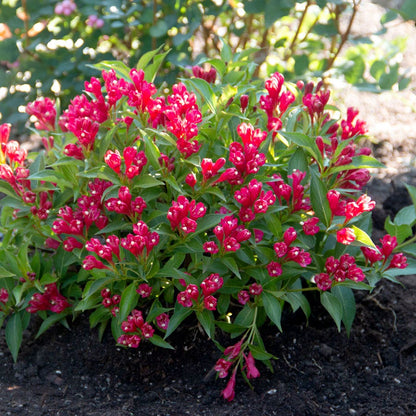 Weigela Crimson Kisses®