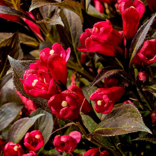 Weigela Electric Love®