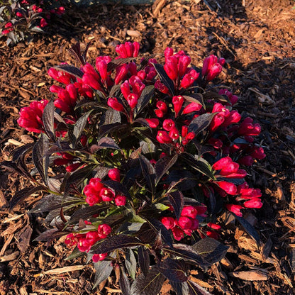 Weigela Electric Love®