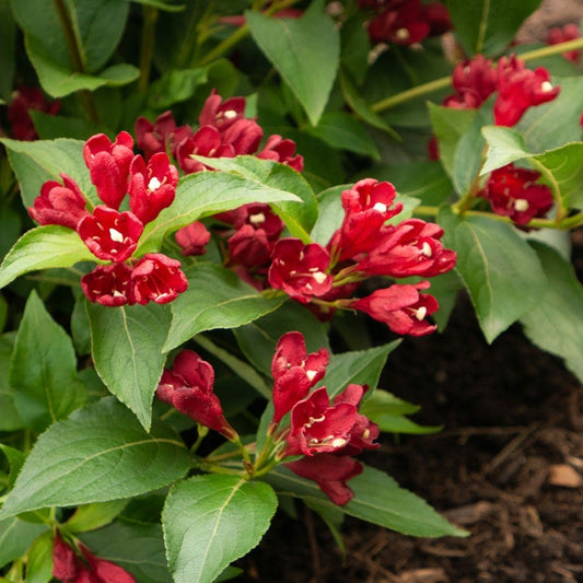 Weigela Maroon Swoon®
