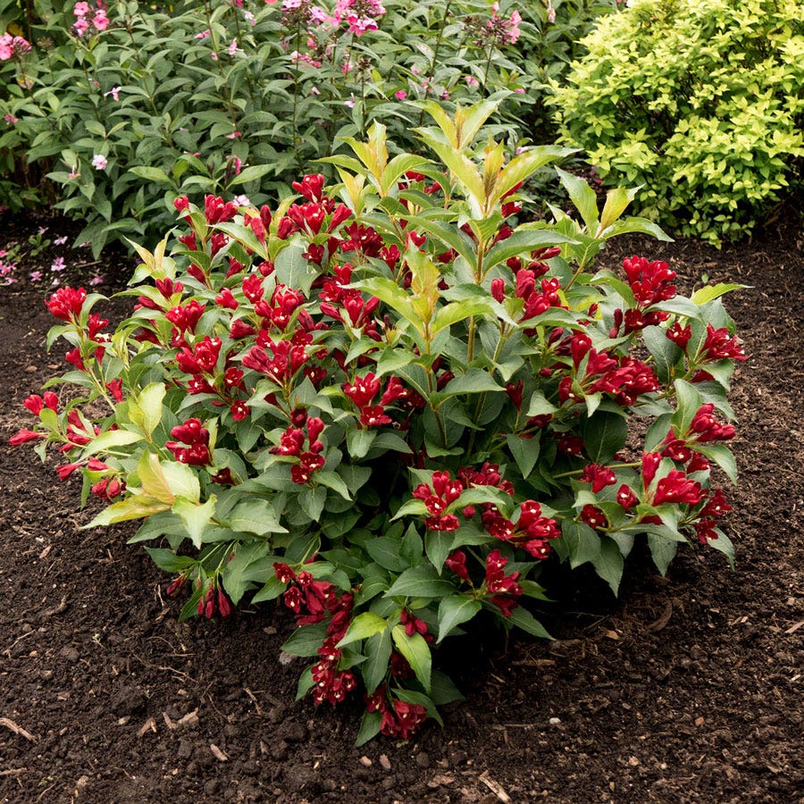 Weigela Maroon Swoon®