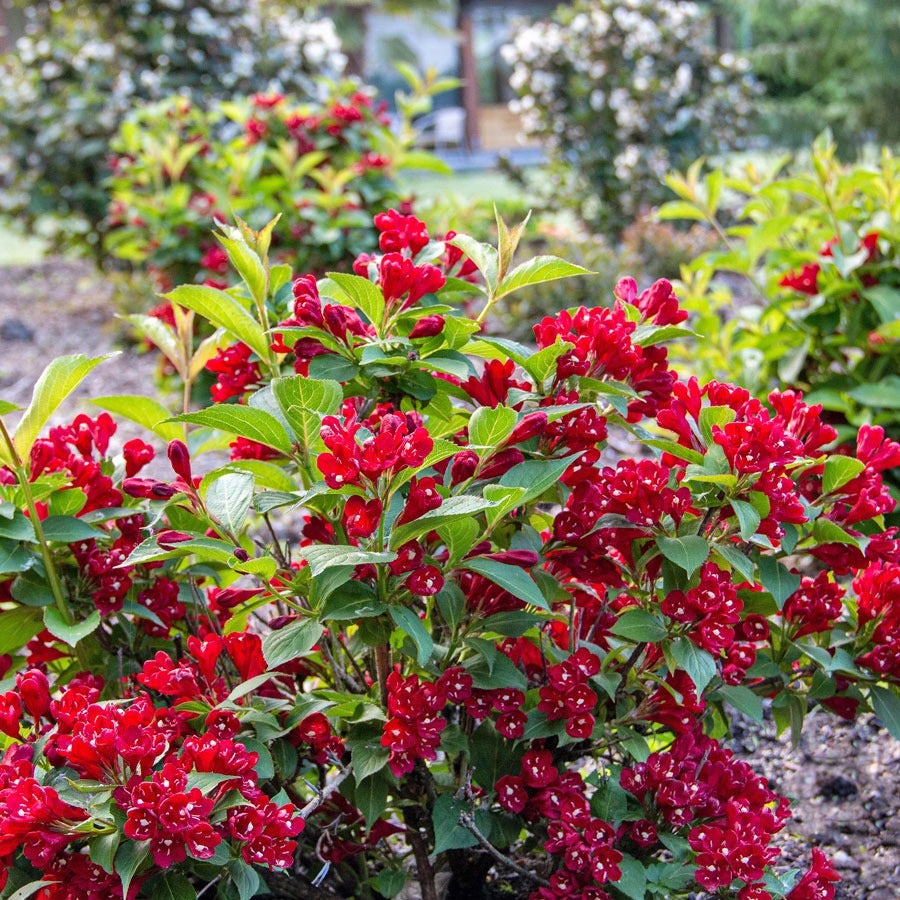 Weigela Maroon Swoon®