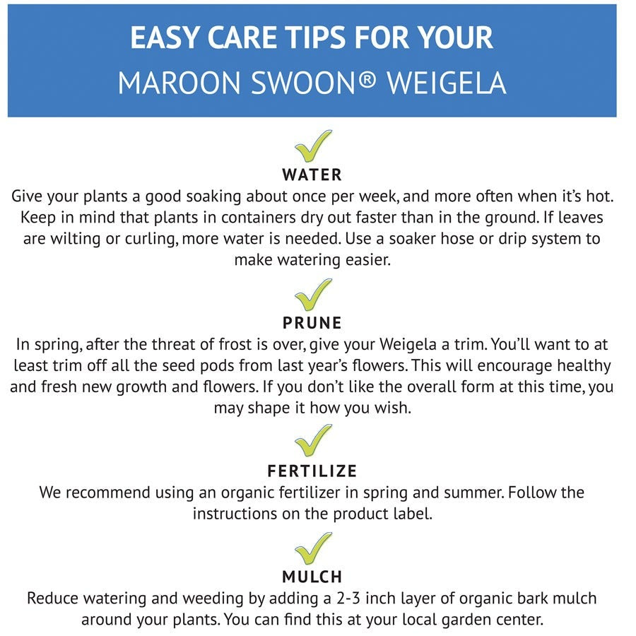 Weigela Maroon Swoon®