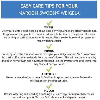 Weigela Maroon Swoon®