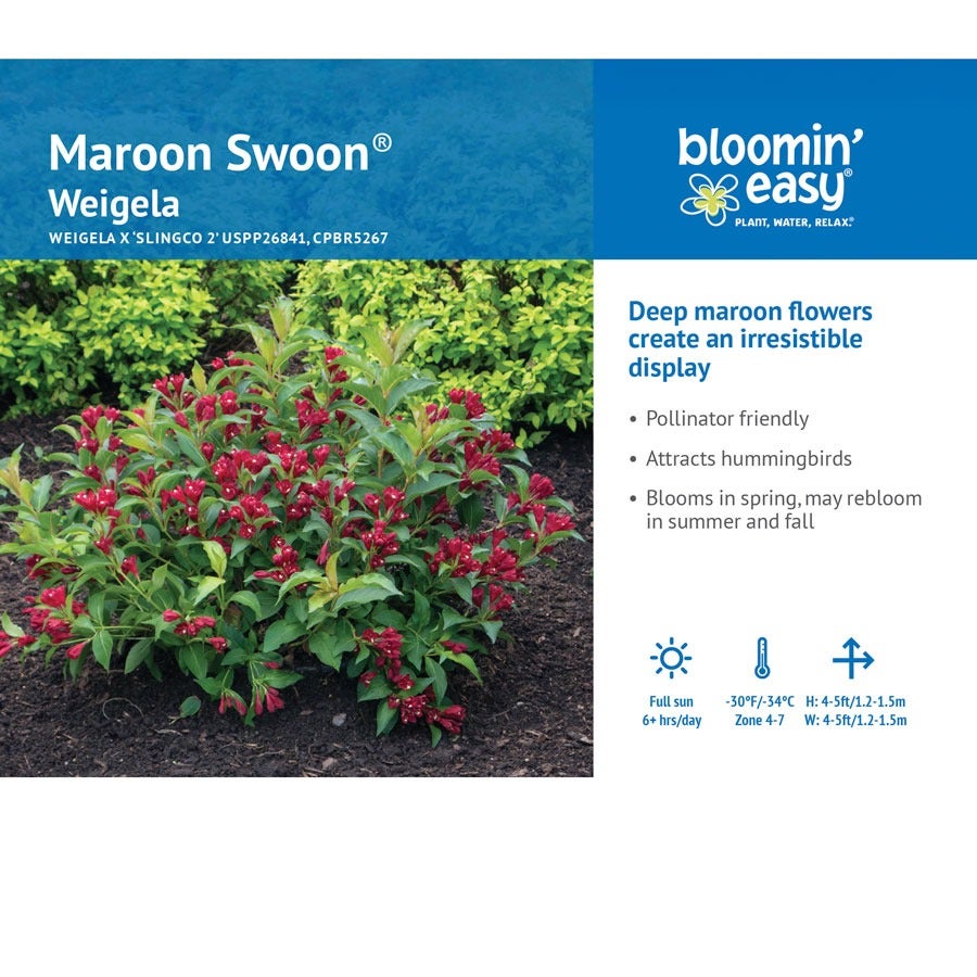Weigela Maroon Swoon®