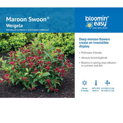 Weigela Maroon Swoon®