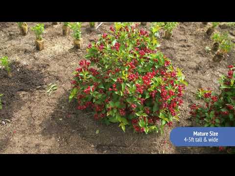 Weigela Maroon Swoon®