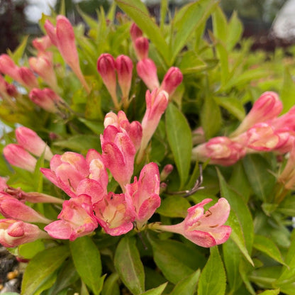 Weigela Peach Kisses™