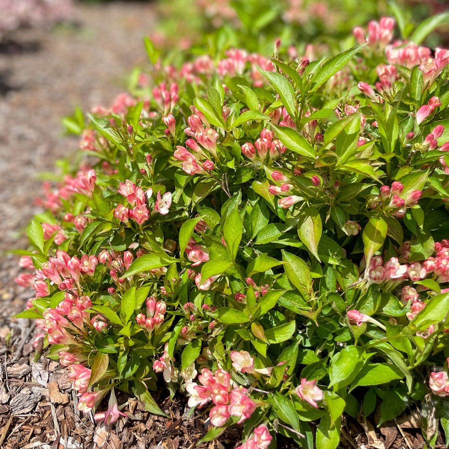 Weigela Peach Kisses™