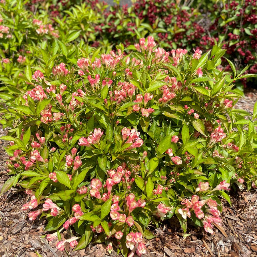 Weigela Peach Kisses™