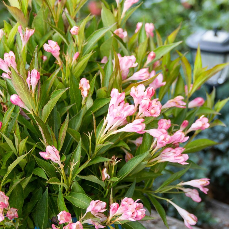 Weigela Peach Kisses™