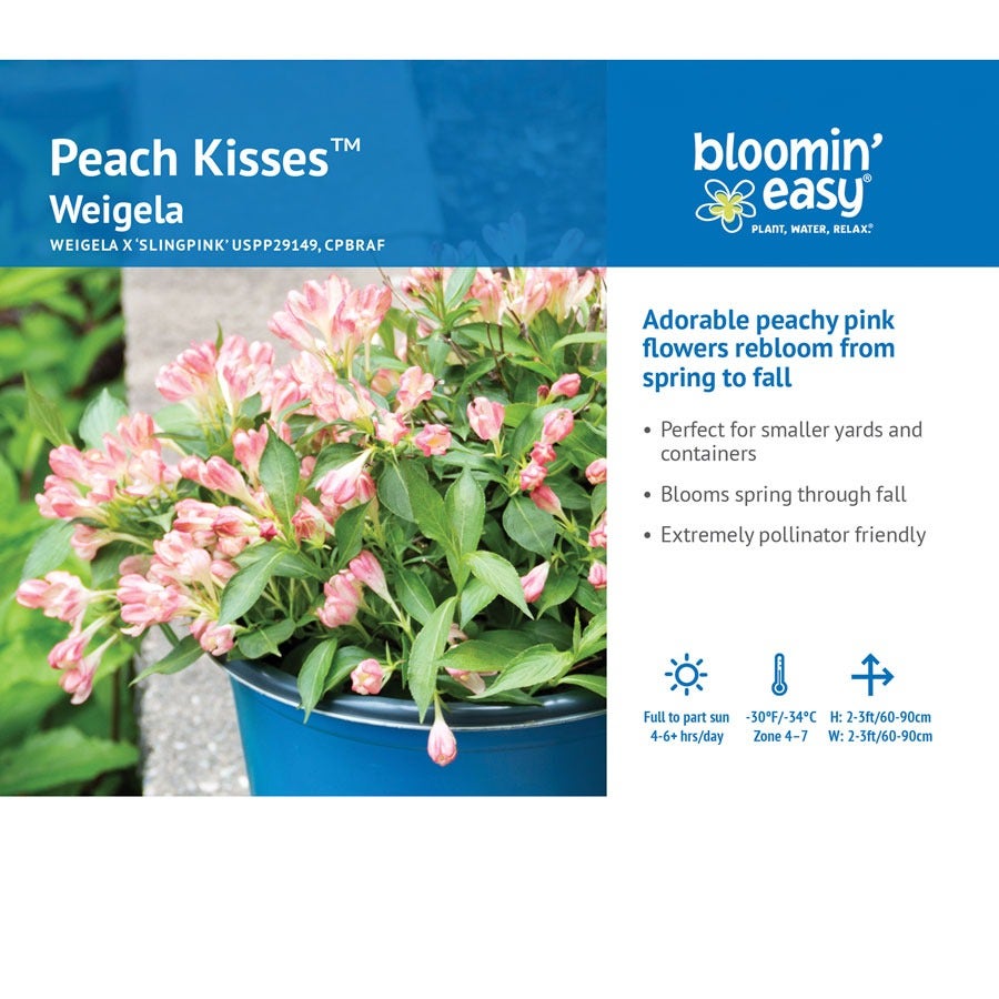 Weigela Peach Kisses™