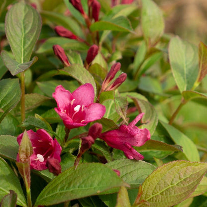 Weigela Strobe™