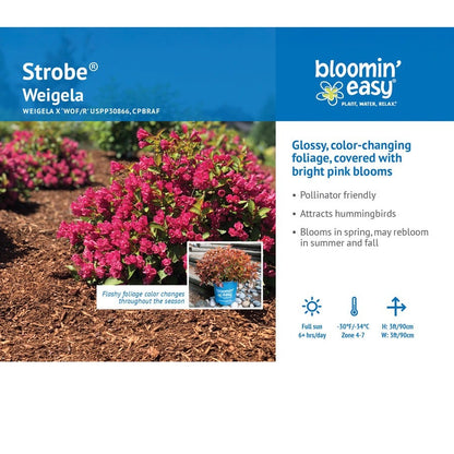 Weigela Strobe™