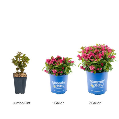 Weigela Strobe™
