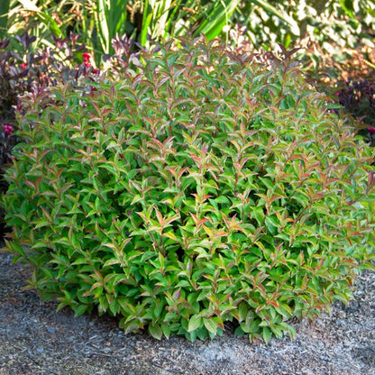 Weigela Strobe™