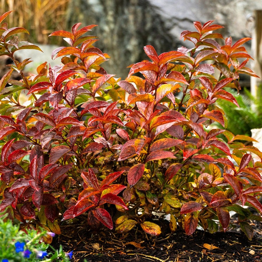 Weigela Strobe™