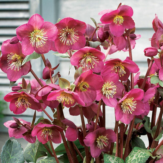 Helleborus Frostkiss® Anna's Red Hellebore
