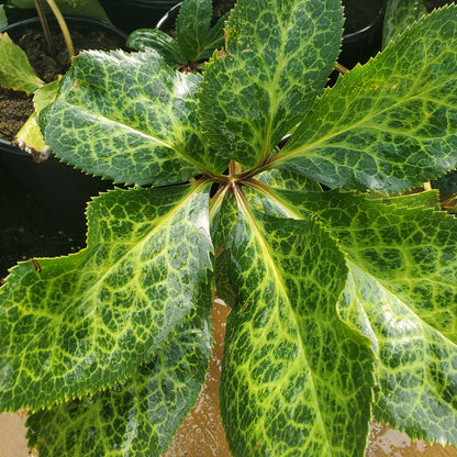 Helleborus Frostkiss® Pippa's Purple® Hellebore