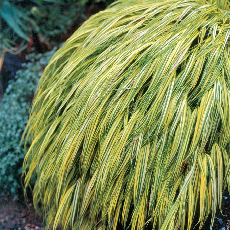 Hakonechloa 'Aureola' Hakone Grass