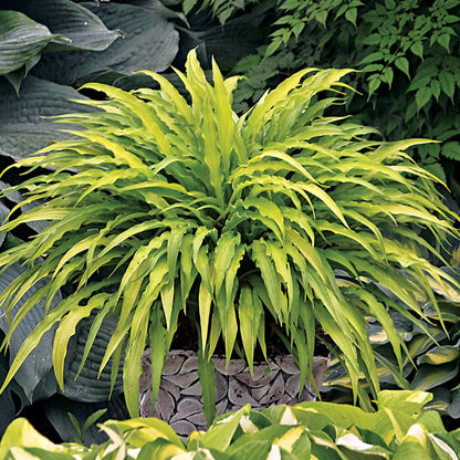Hosta 'Curly Fries' Plantain Lily