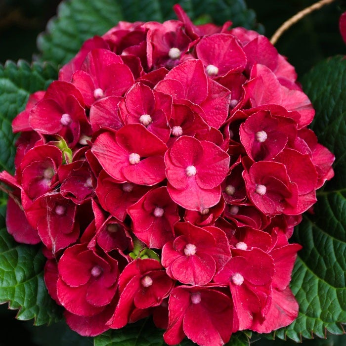Hydrangea Cherry-Go-Round™ Bigleaf Hydrangea