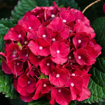 Hydrangea Cherry-Go-Round™ Bigleaf Hydrangea