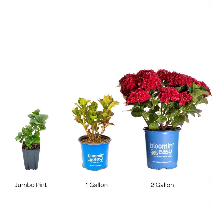 Hydrangea Cherry-Go-Round™ Bigleaf Hydrangea