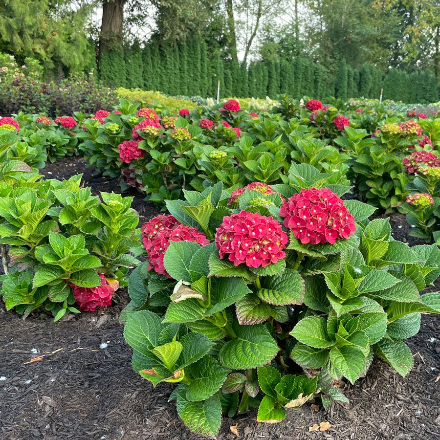 Hydrangea Cherry-Go-Round™ Bigleaf Hydrangea